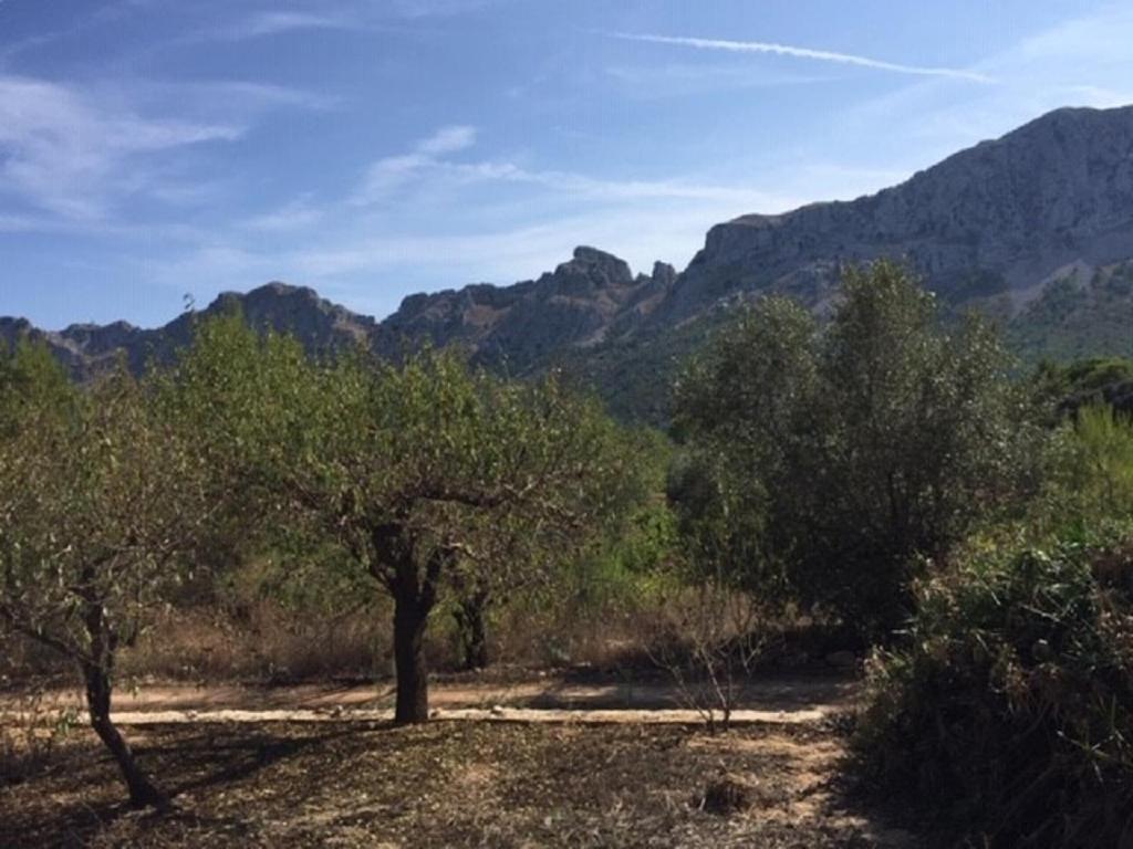 One Bed Apartment Overlooking Jalon Valley, Costa Blanca Alcalalí Dış mekan fotoğraf